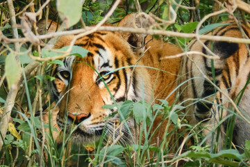 A Bengal tiger is staring at us through the jungle underbrush