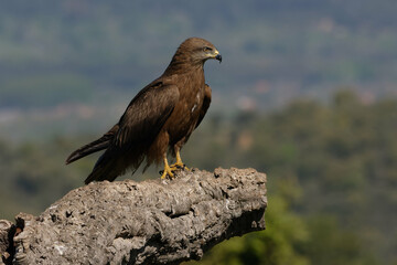 Black kite (Milvus migrans) on the ground