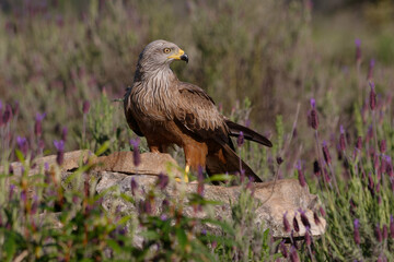 Black kite (Milvus migrans) on the ground