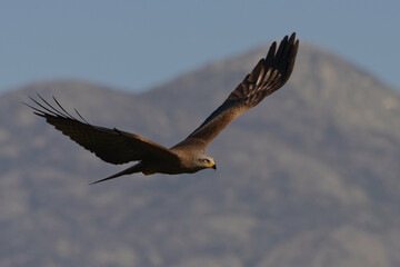 Black kite (Milvus migrans)