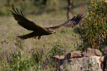 Black kite (Milvus migrans)