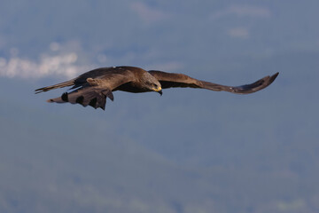 Black kite (Milvus migrans)