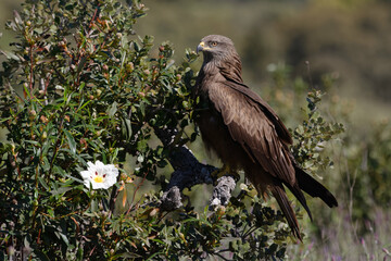 Black kite (Milvus migrans) perched on a shrub