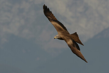 Black kite (Milvus migrans)