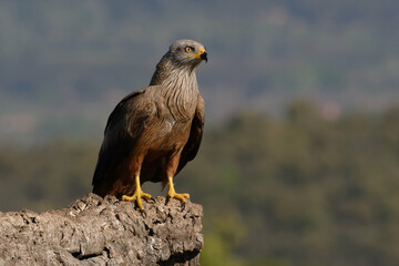 Black kite (Milvus migrans)