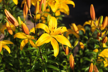 
bright colored yellow lilies on a sunny evening in a flower bed near the house