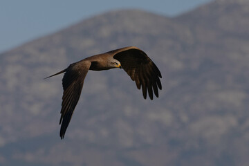 Black kite (Milvus migrans)