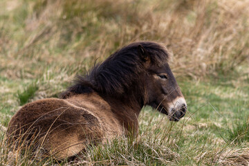 Exmmor Pony liegt auf einer Wiese im Naturschutzgebiet Rh&auml;den