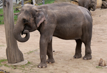 Fototapeta na wymiar Indian elephant in the zoo. Photo with the asian elephant. 