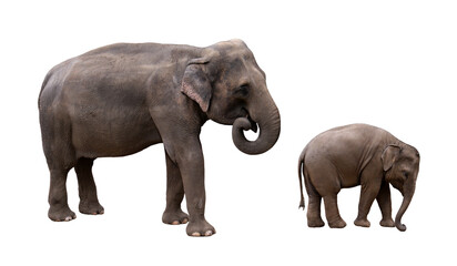 Fototapeta na wymiar Indian elephant with baby isolated picture. Photo with the asian elephant family.
