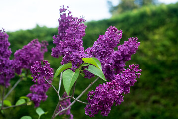 Closeup of purple lilac flowers blossom in a garden