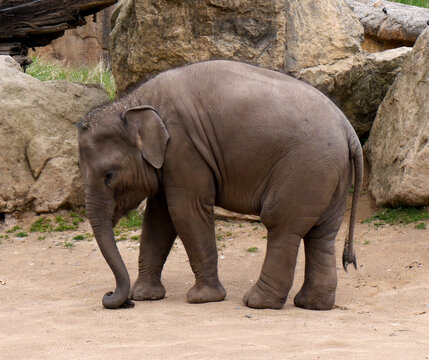 Baby indian elephant image. Photo with the asian elephant calf.
