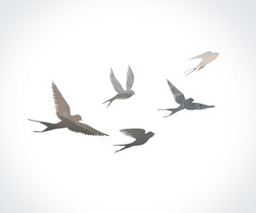 Birds. Illustration. Simple Background. Photo Backdrop.