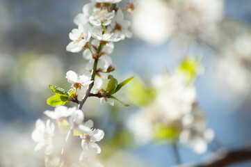 spring background. blooming trees