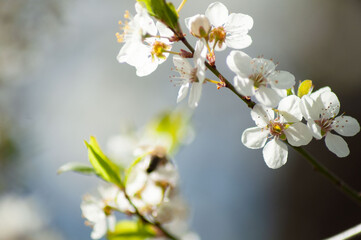 Fototapeta na wymiar spring background. blooming trees