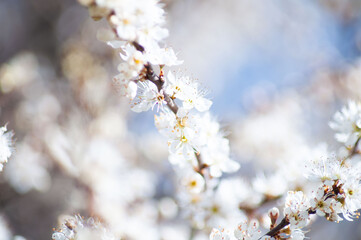 spring background. blooming trees