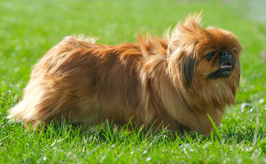 Dog breed Pekingese on a green grass. Shaggy elderly Pekingese red color.