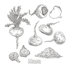 Hand drawn maca. Set sketches with maca plant, dried maca, powder, whole and cut in half. Superfood. Vector illustration isolated on white background. - obrazy, fototapety, plakaty