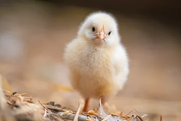 Wandaufkleber baby chicken on the grass © Gianpiero
