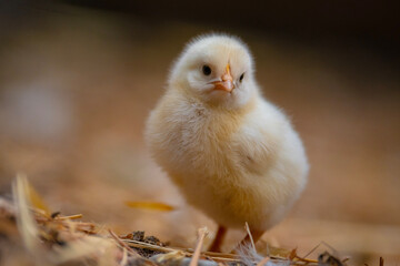 baby chicken on the beach