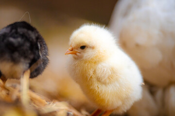 chicken in the farm