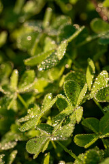 Dew on the clovers at sunset
