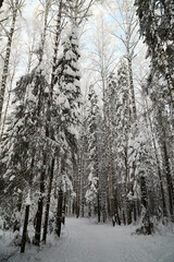 Forest covered with white snow on a cold winter day