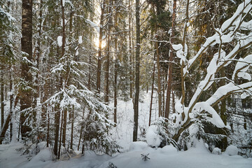Forest covered with white snow on a cold winter day