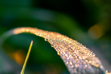 dew on the grass