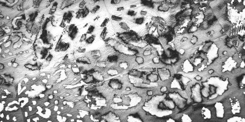 Pattern Leopard. Metal Skin. Silver Print Textile