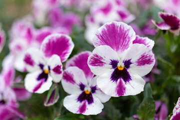 Pansy 