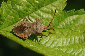 Detailed closeup on an adult dock bug, Coreus marginatus, sitting on a green rubus leaf