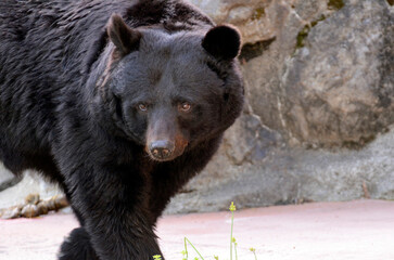 Fototapeta premium ツキノワグマ