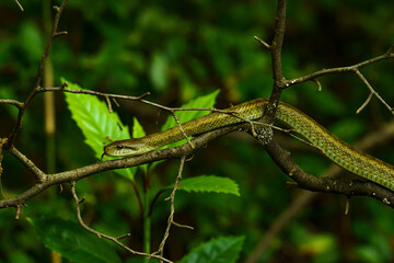 ゆったりと動くアオダイショウ
