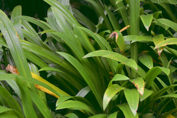 Close-up leaves of Heliconia flower in the forest.