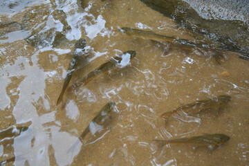 All dark brown fish in the water.