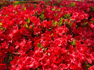 公園の赤い花ツツジ