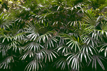 Naklejka premium Blurred background of lady palm, natural background, tropical leaves in Asia and Thailand.
