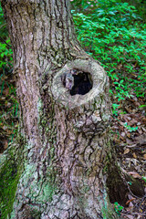様々な顔を見せる樹木の節穴