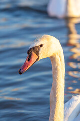 A White Swan Swim In The River