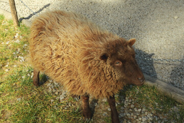 Cute small sheep in sunny day in park