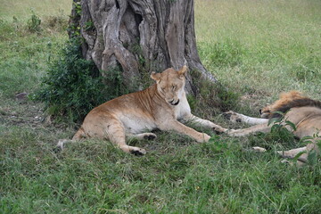 Fototapeta na wymiar lioness panthera leo