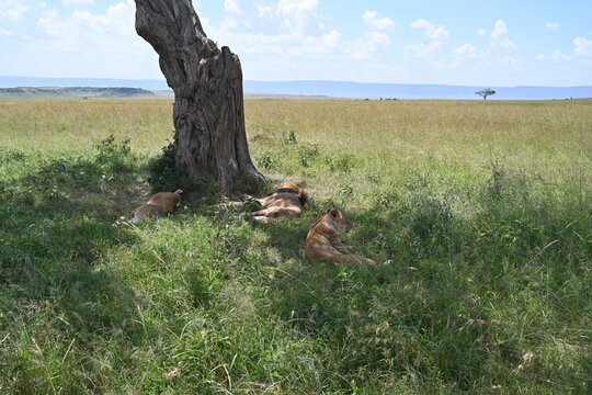 three lionesses resting besides the tree in maasai mara