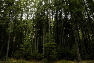 Travel and adventure concept, forest in Carpathians