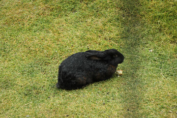 Cute rabbit sits on the grass on a warm autumn day