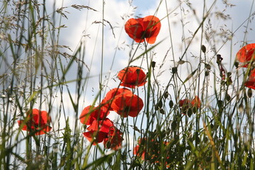 poppy flowers in field