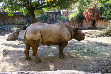 動物園のサイ