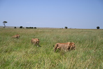 three male lions in a line 