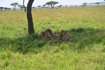 Fototapeta na wymiar two sleepy male lions 