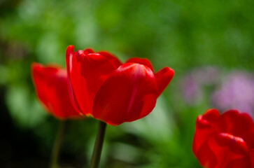 Beautiful photo of tulip. Parrot tulips. Tulipa Bright Parrot. Bright Parrot Tulip flowers.